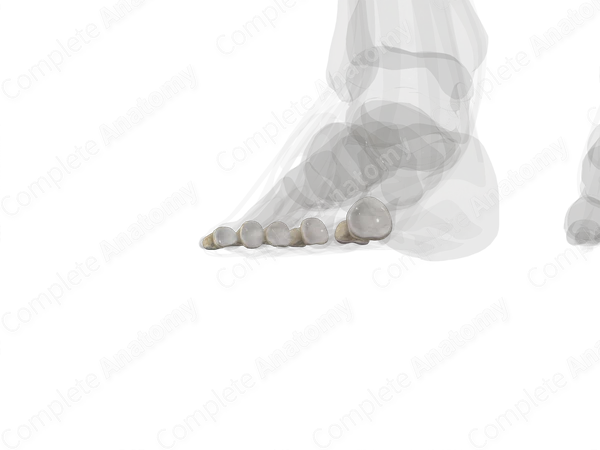 Proximal Phalanges of Foot (Left)