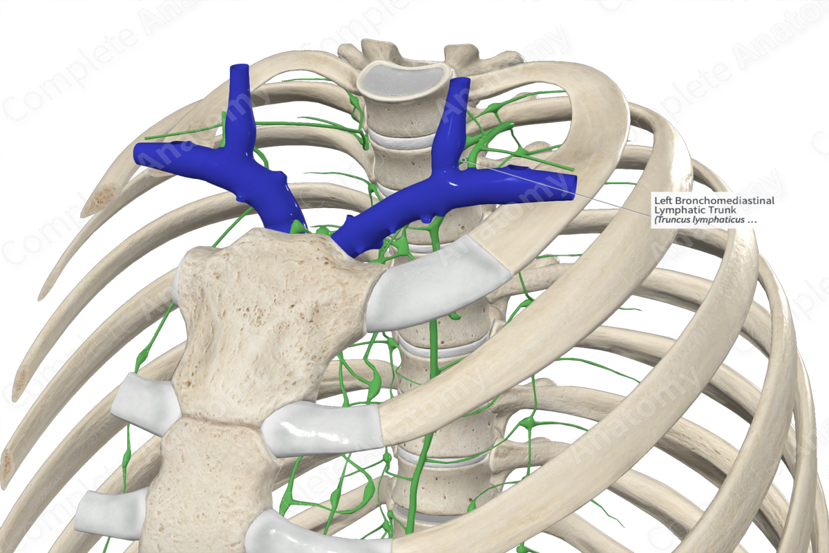 Left Bronchomediastinal Lymphatic Trunk