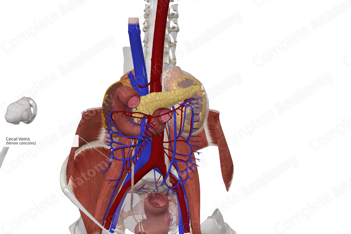 Cecal Veins