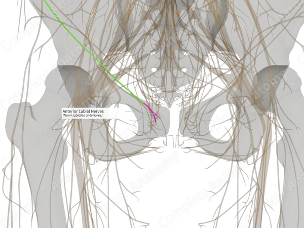Anterior Labial Nerves (Left)