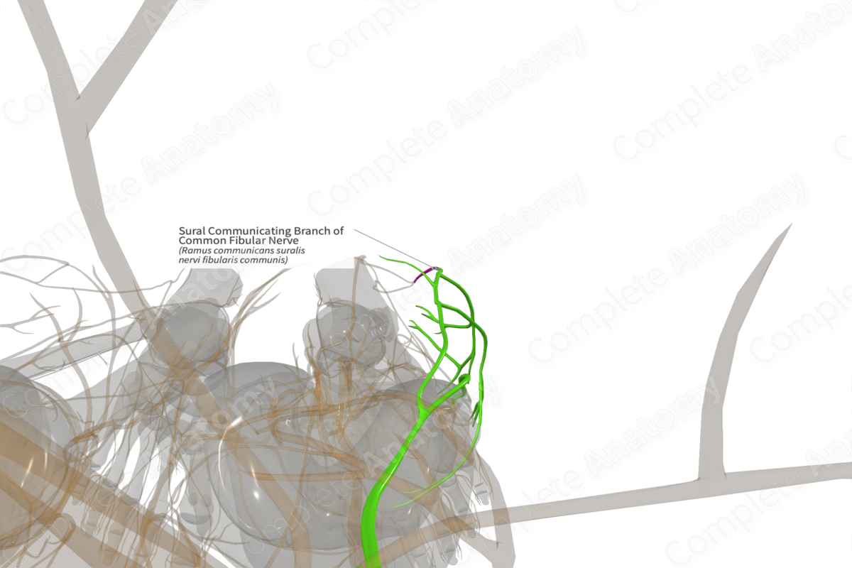 Sural Communicating Branch of Common Fibular Nerve (Left)