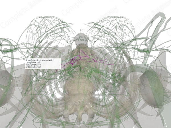 Juxtaintestinal Mesenteric Lymph Vessels