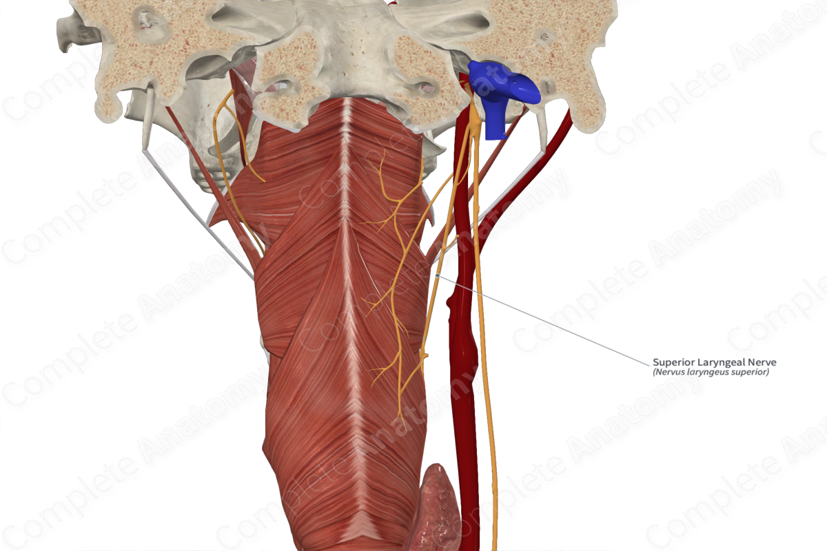 Superior Laryngeal Nerve 