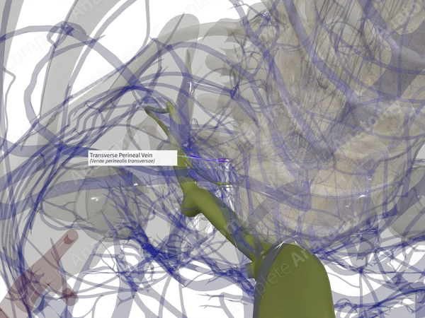 Transverse Perineal Vein (Left)