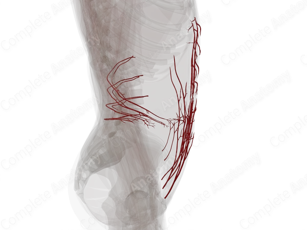 Arteries of Abdominal Wall