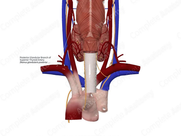 Posterior Glandular Branch of Superior Thyroid Artery