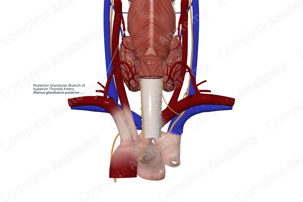 Posterior Glandular Branch of Superior Thyroid Artery 