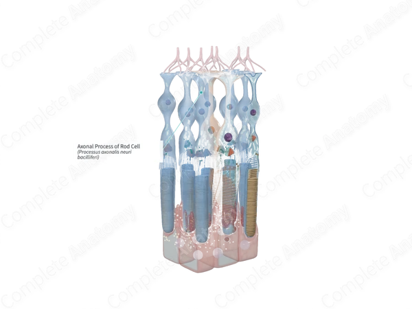 Axonal Process of Rod Cell | Complete Anatomy