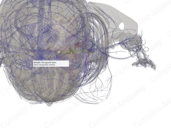 Middle Temporal Vein (Left)