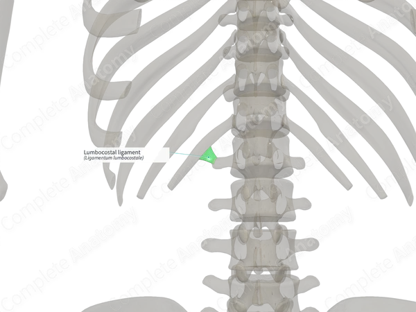 Lumbocostal ligament (Right)