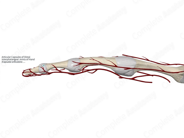 Articular Capsules of Distal Interphalangeal Joints of Hand