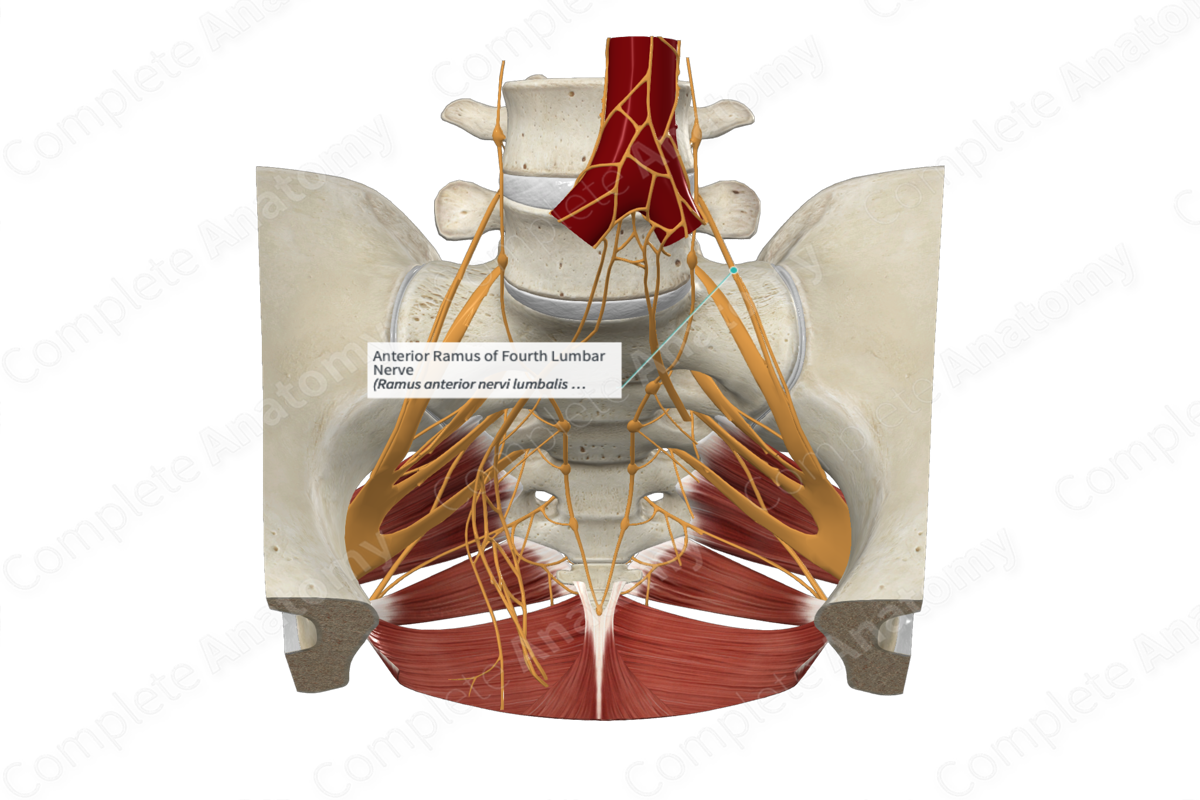 Anterior Ramus of Fourth Lumbar Nerve 