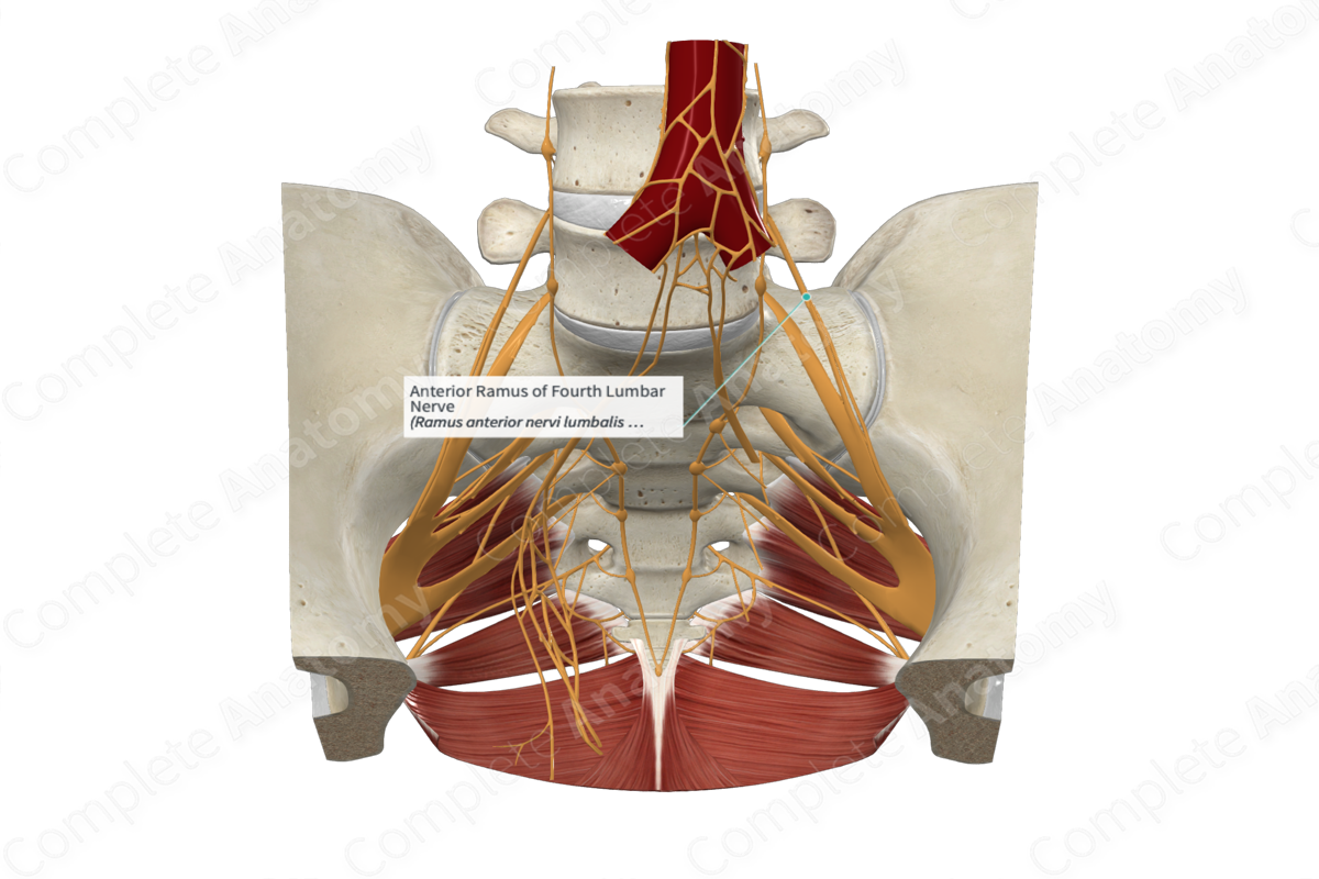 Anterior Ramus of Fourth Lumbar Nerve | Complete Anatomy