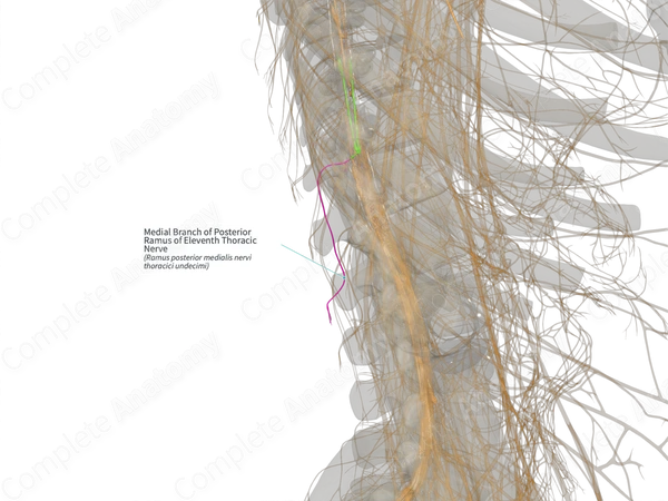 Medial Branch of Posterior Ramus of Eleventh Thoracic Nerve (Right)