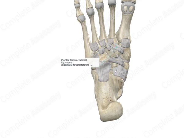 Plantar Tarsometatarsal Ligaments