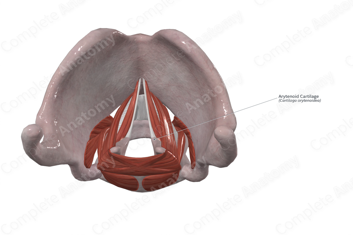Arytenoid Cartilage 