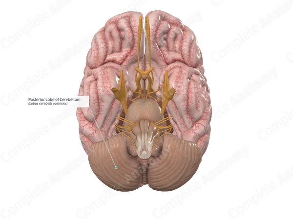 Posterior Lobe of Cerebellum 