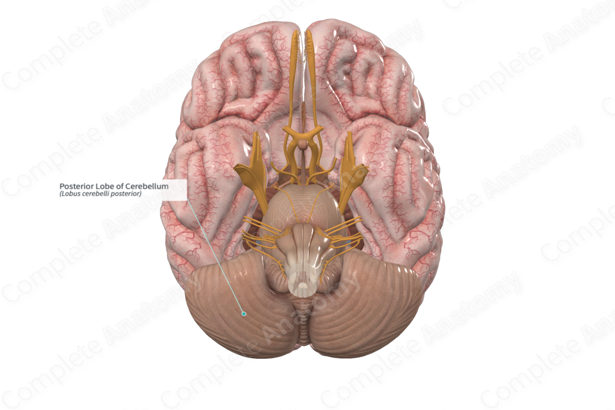 Posterior Lobe of Cerebellum 
