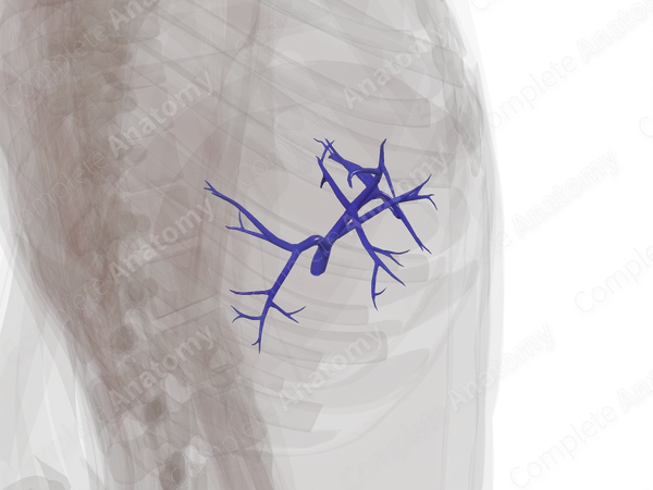 Branches of Hepatic Portal Vein