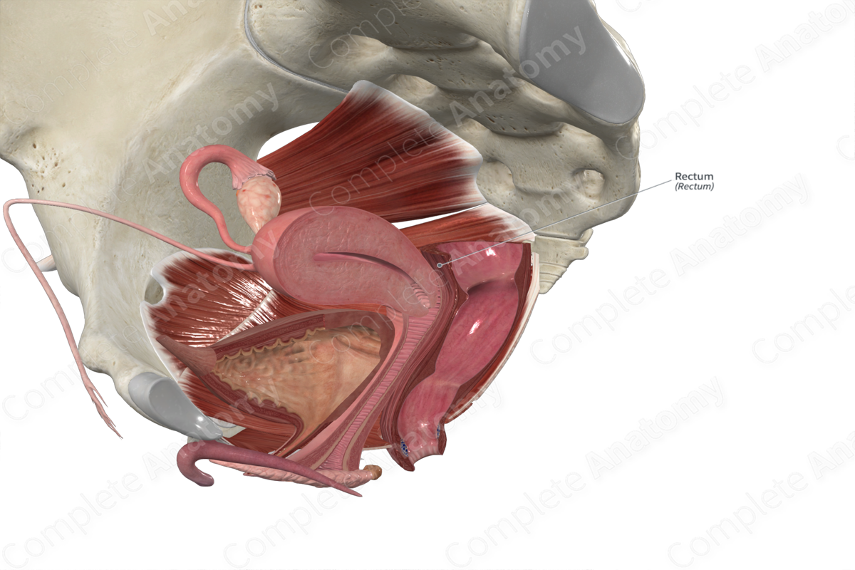 Rectum