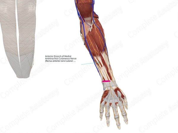 Anterior Branch of Medial Antebrachial Cutaneous Nerve