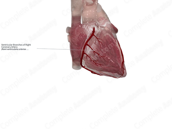 Ventricular Branches of Right Coronary Artery