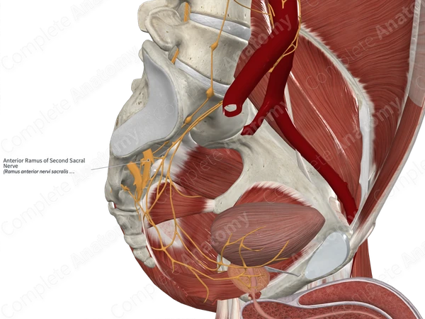 Anterior Ramus of Second Sacral Nerve