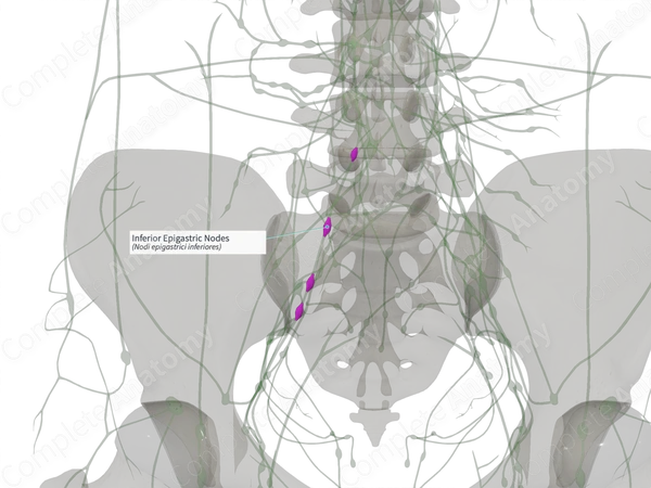 Inferior Epigastric Nodes (Left)