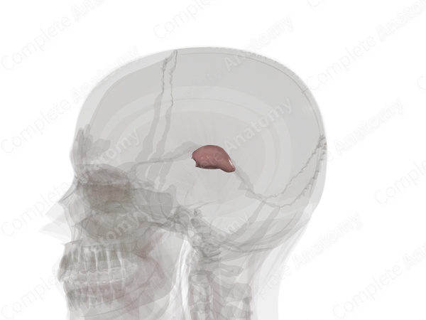 Thalamus (Left)