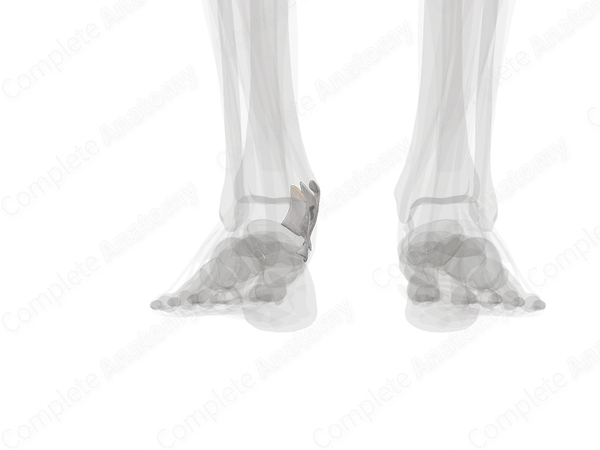 Medial Collateral Ligament of Ankle (Left)
