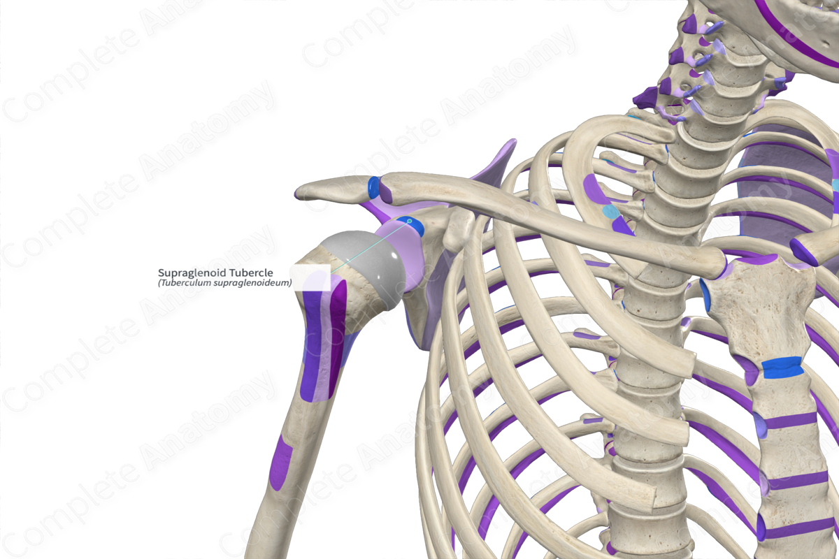 Supraglenoid Tubercle | Complete Anatomy