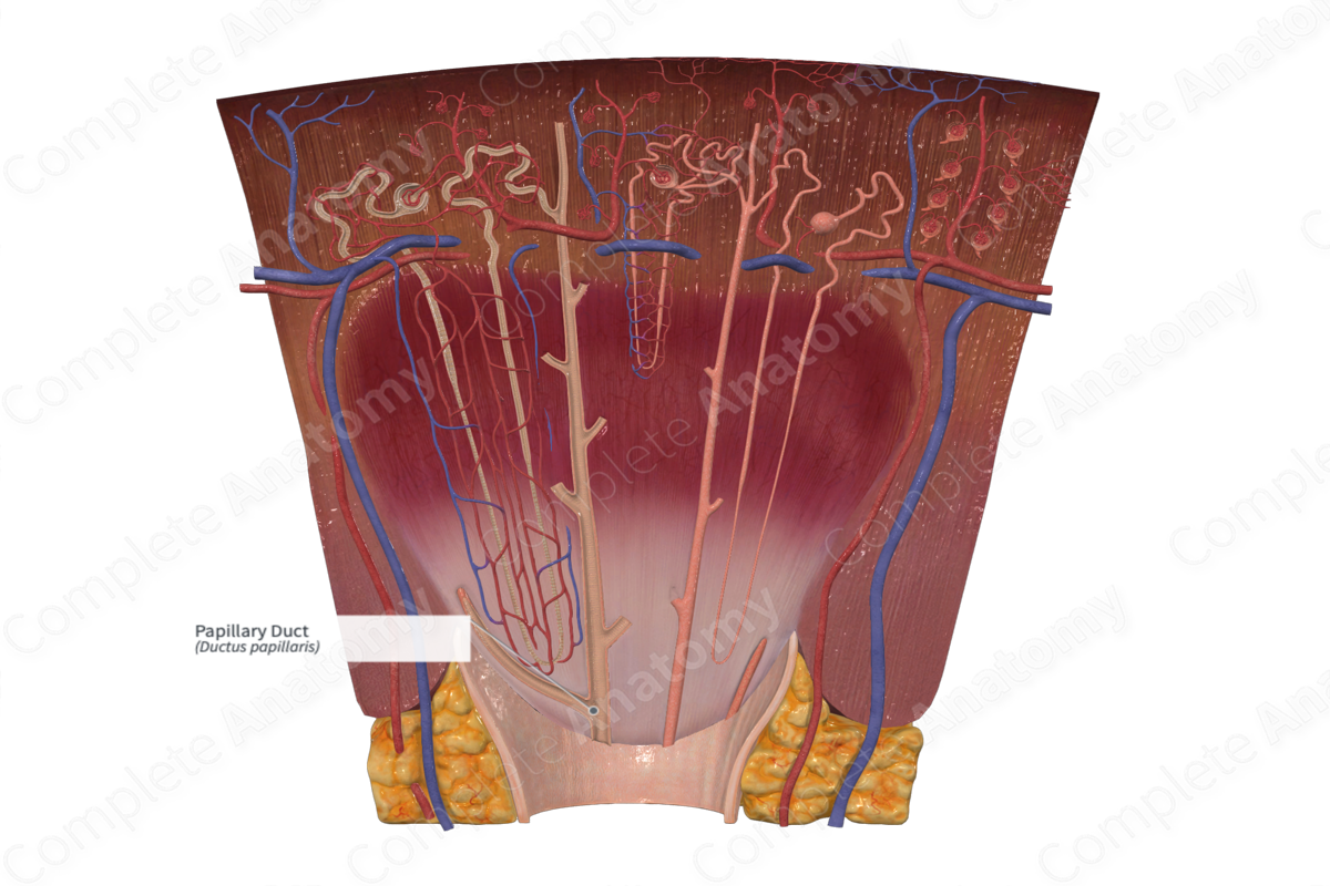 Papillary Duct | Complete Anatomy