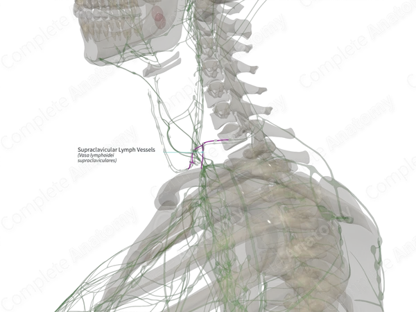 Supraclavicular Lymph Vessels (Left)