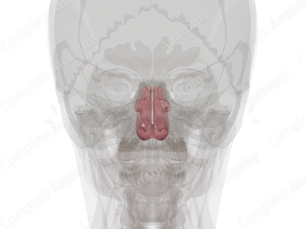 Nasal Cavity