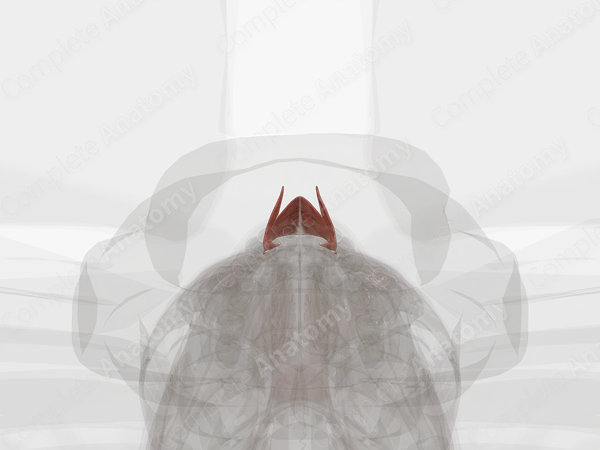 Nasalis Muscle