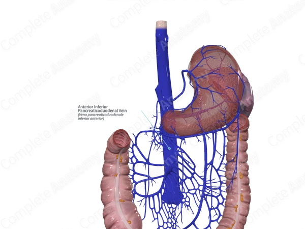 Anterior Inferior Pancreaticoduodenal Vein