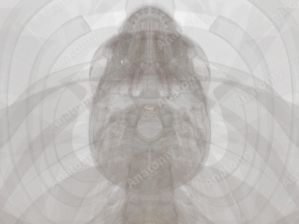Articular Capsules of Median Atlantoaxial Joint