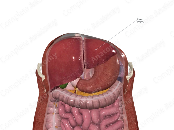 Liver