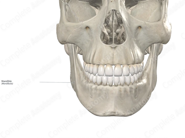 Mandible