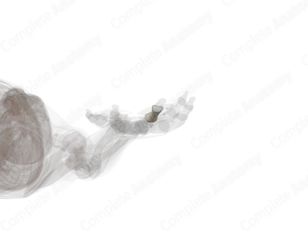 Middle Phalanx of Middle Finger (Left)