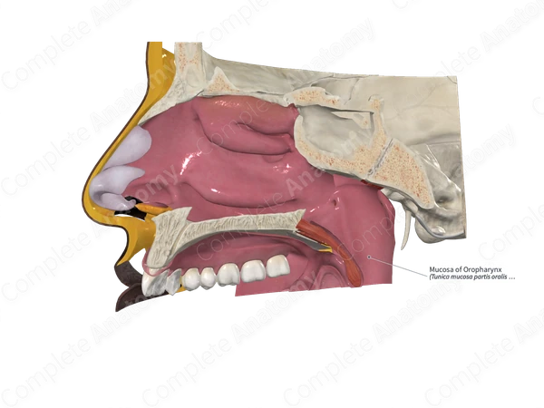 Mucosa of Oropharynx 