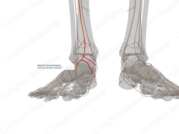 Medial Tarsal Arteries (Left)