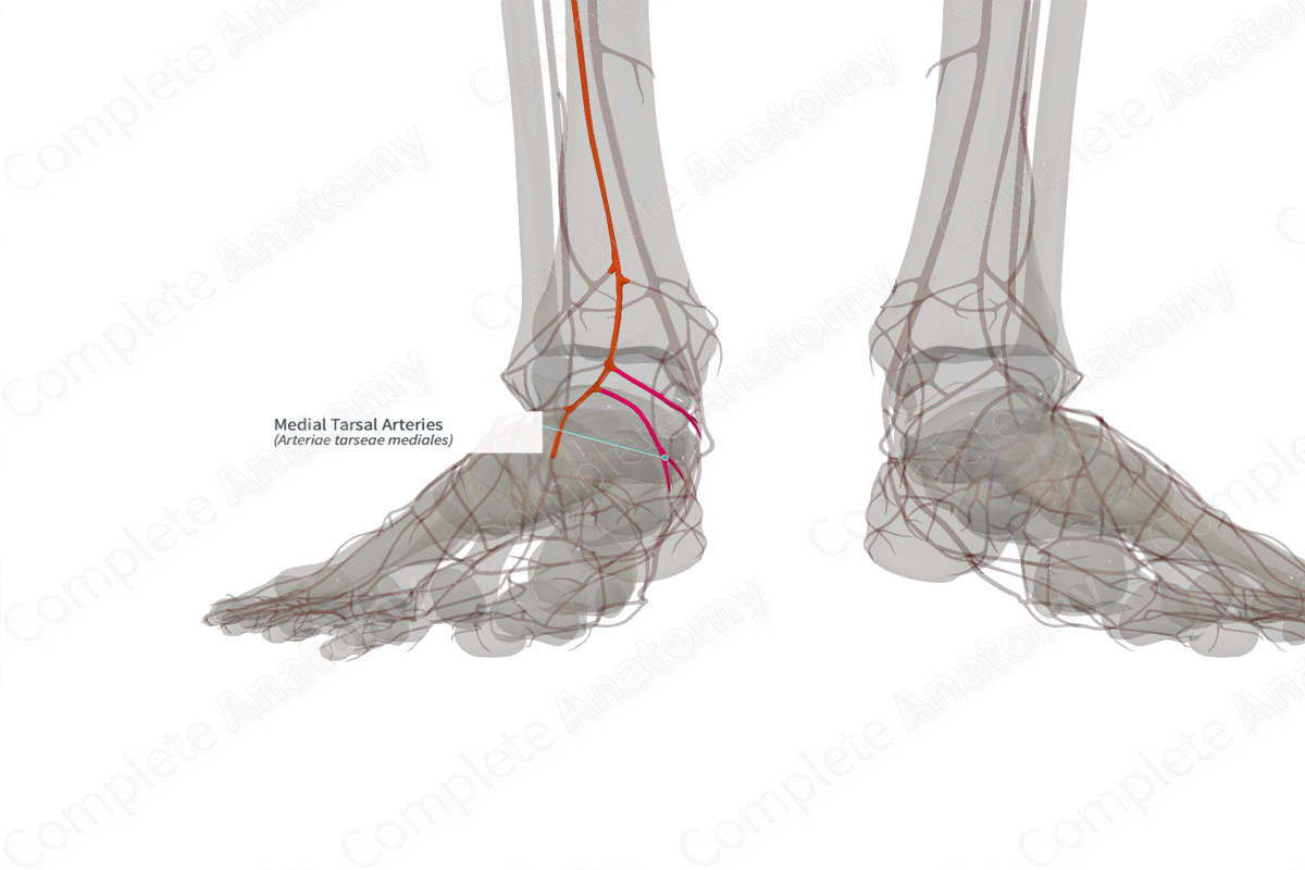 Medial Tarsal Arteries (Left)