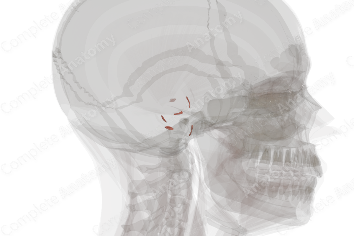 Intrinsic Auricular Muscles (Left)