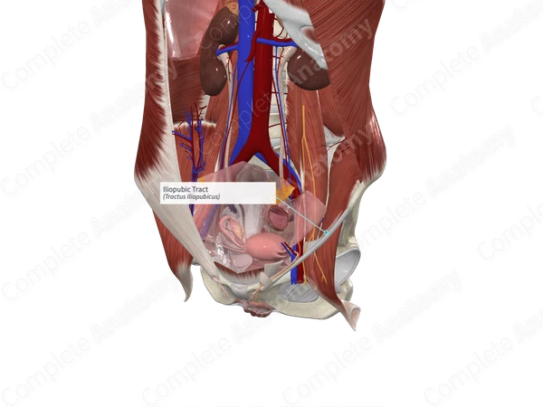 Iliopubic Tract 