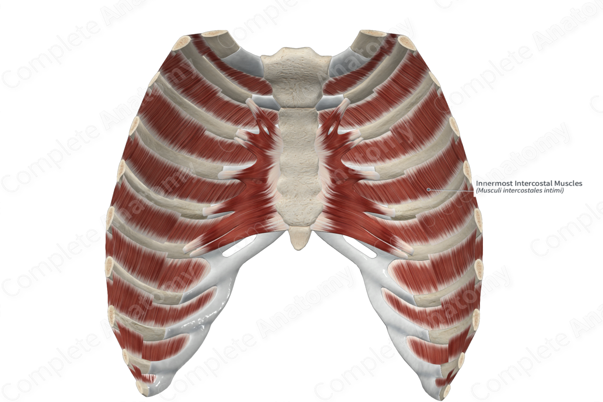 Innermost Intercostal Muscles 