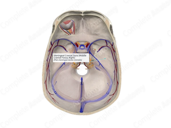 Meningeal Cranial Dura (Middle Cranial Fossa; Right)