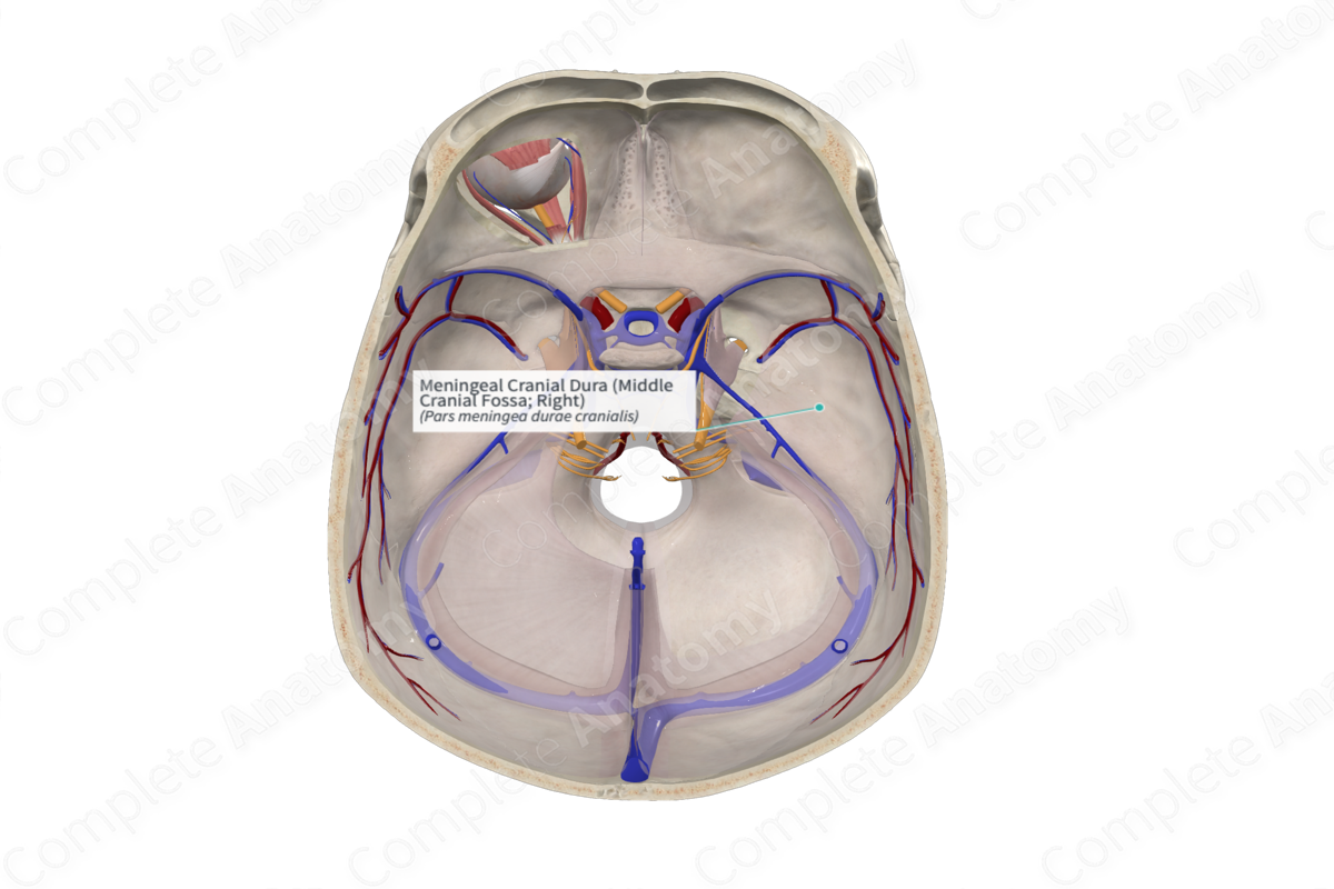 Meningeal Cranial Dura (Middle Cranial Fossa; Right)