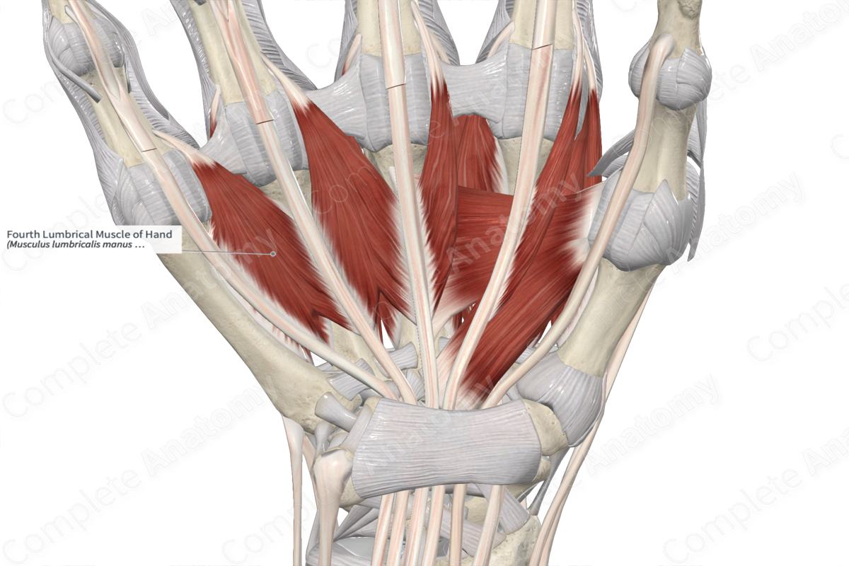 Fourth Lumbrical Muscle of Hand 