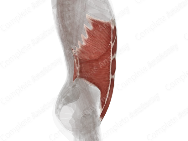 Muscles of Abdomen (Left)